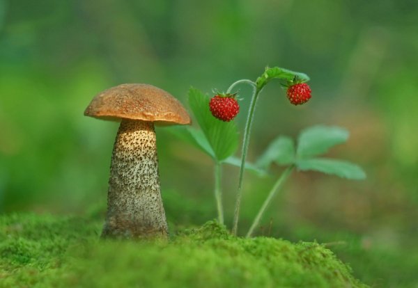 Осень грибы