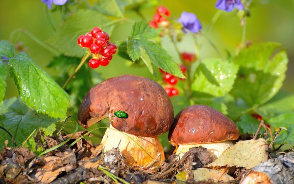 Подосиновик гриб Поляна