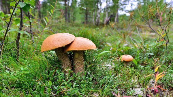 Ккартина "в лес по грибы" л.Новоселовой