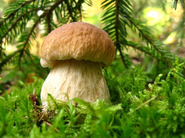 Лесная Поляна с грибами