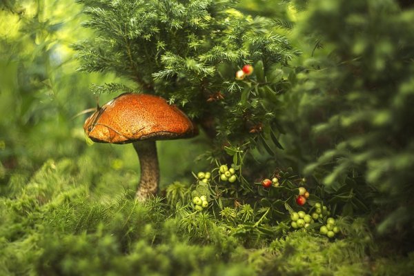 Грибы и ягоды