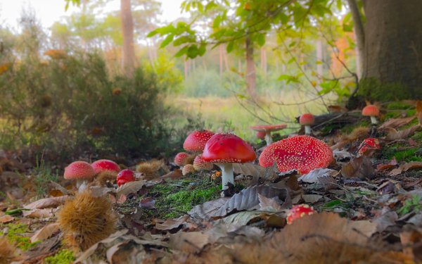 Садик рисунок