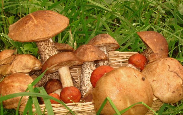 Грибное лето дядя фёдор