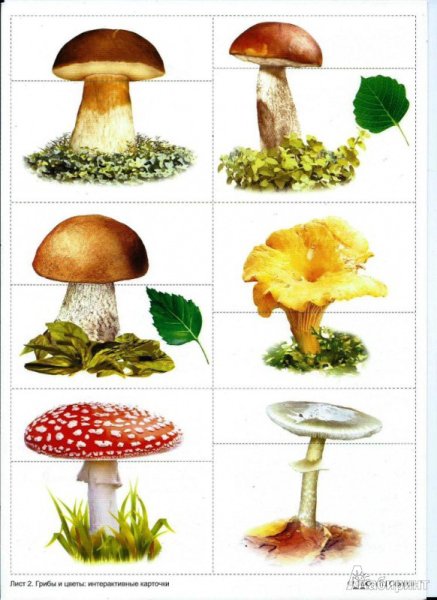 Карелия дары леса