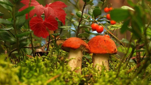 Лес грибы ягоды