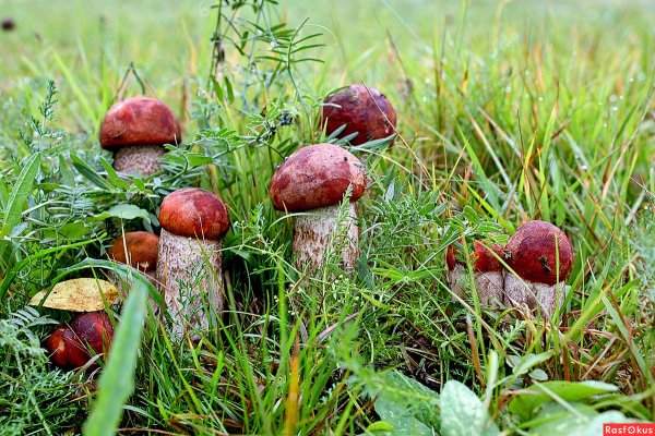 Веселый гриб