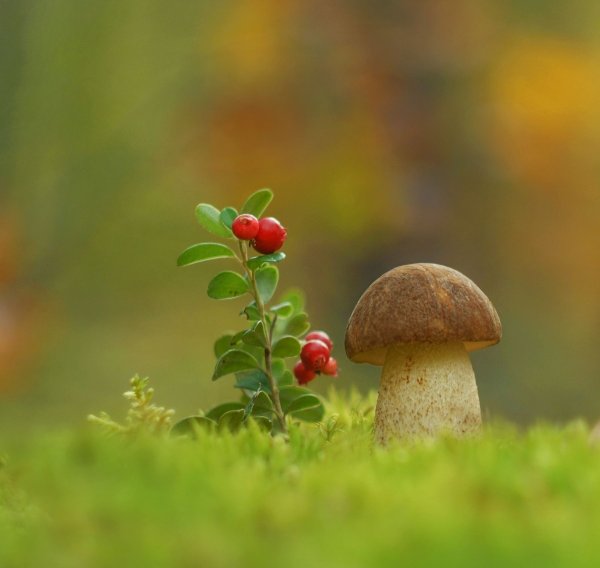 Весёлый грибочек