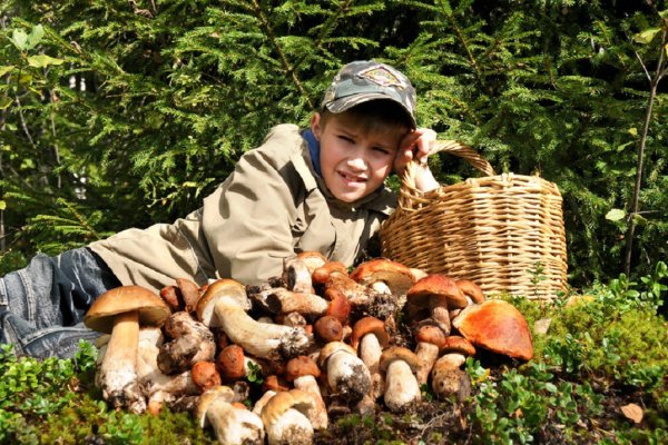 Грибная Поляна белых белых грибов