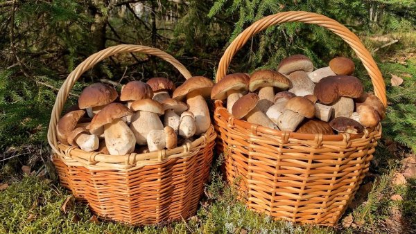 Ягель грибы ягоды