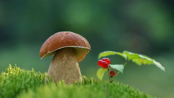 Гриб рисунок