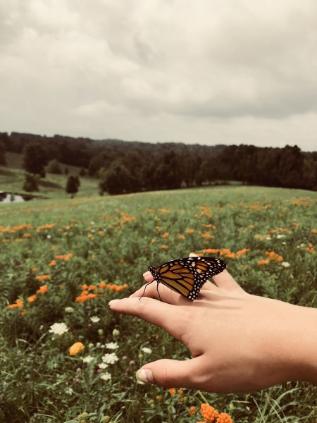 Бабочка на ладошке