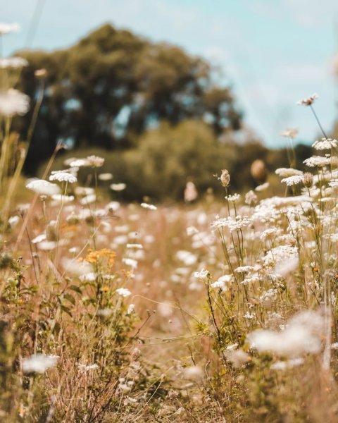 Эстетика природы лето