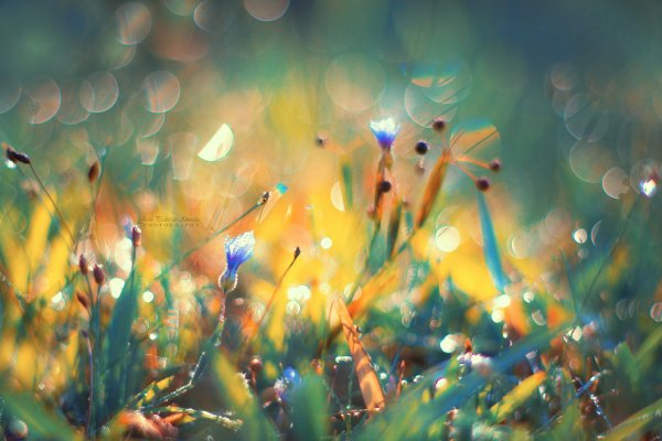 Волшебство летом