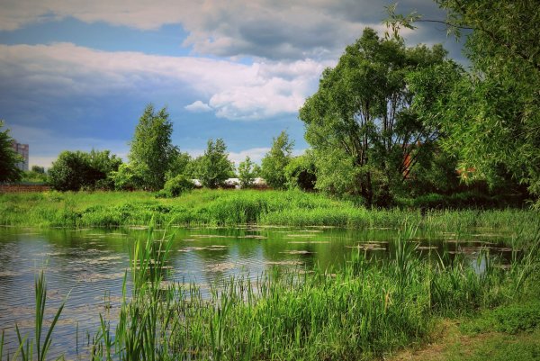 Аткарский пруды лето