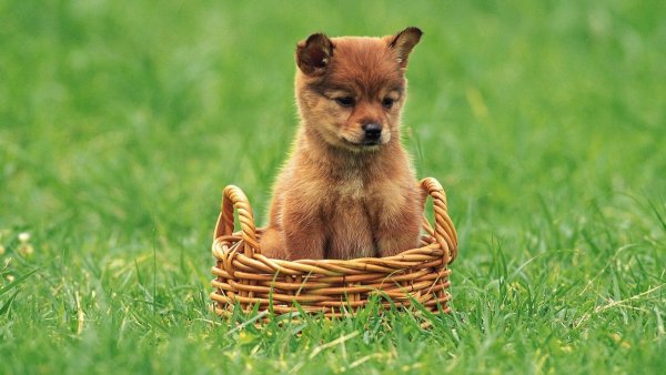 Рыжий щенок