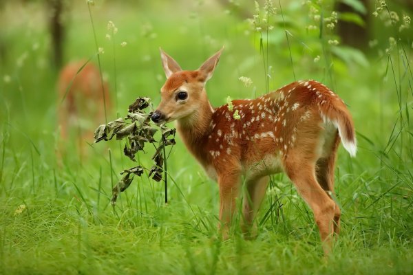 Весна животные
