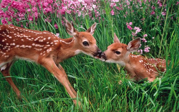 Животные весной