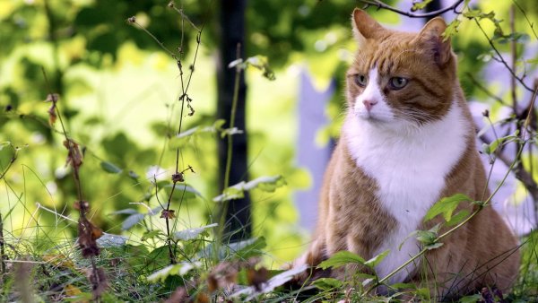 Природа и животные