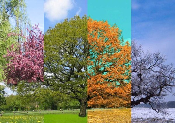 Дерево четыре времени года