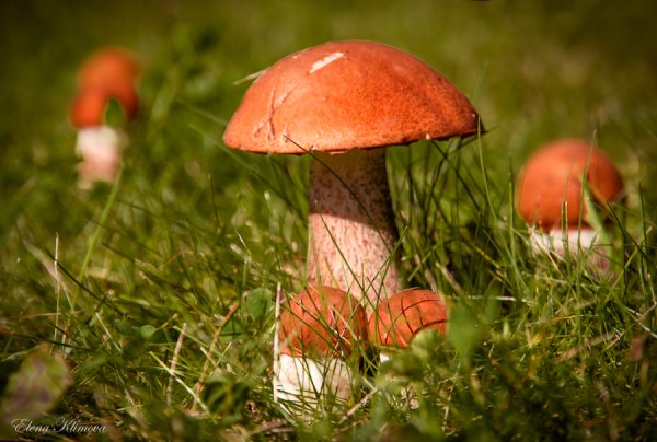 Подосиновик гриб Поляна