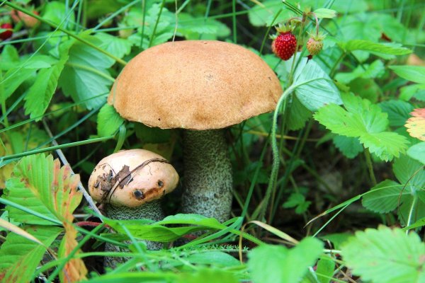 Лето лес грибы