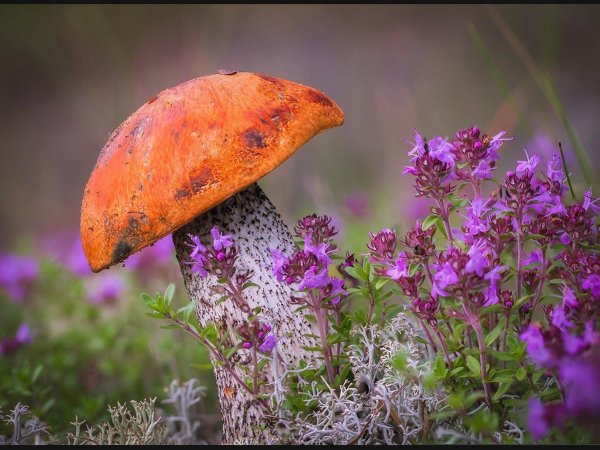 Грибы цветы