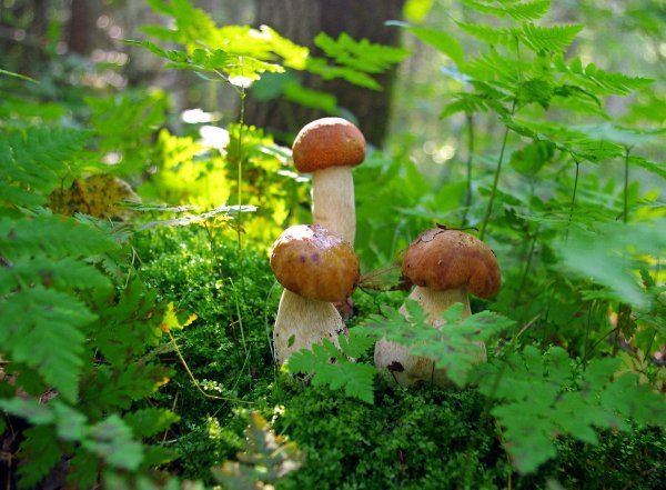 Грибная Полянка