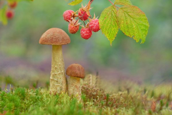 Лес грибы ягоды