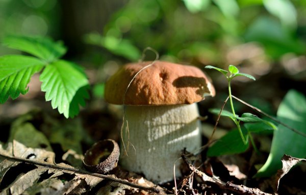 Карагодники грибы