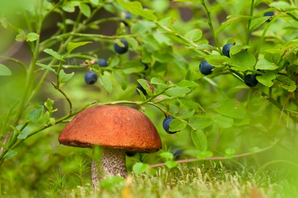 Лесные богатства ягоды