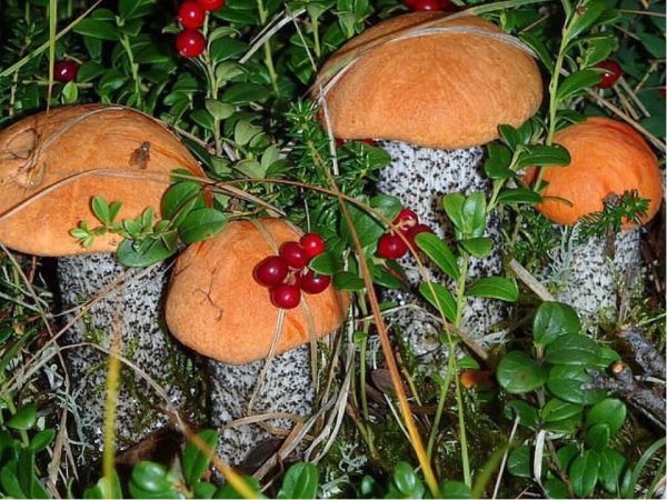 Грибы грибочки Зыкина