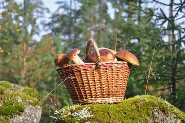 Золотая осень грибы