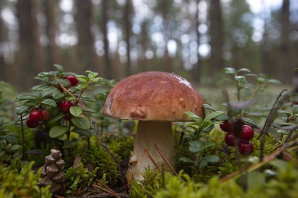 Грибы в лесу