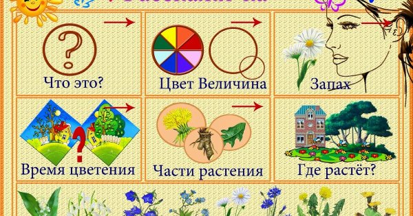Схема составления рассказа о цветах