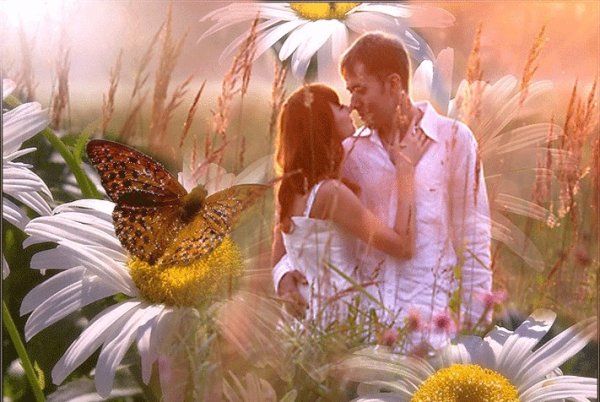 Ромашки поцелуй