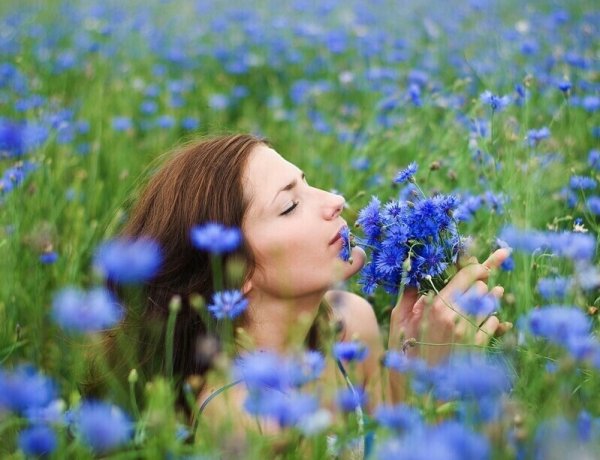 Васильковое поле Шаврина