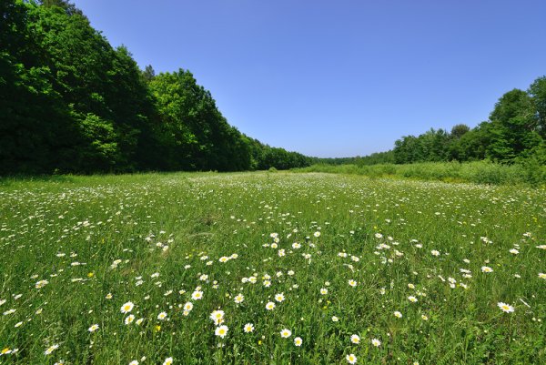 Лужайка с ромашками