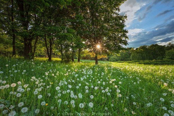 Зеленая Полянка