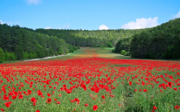 Цветочная Поляна Мостовской