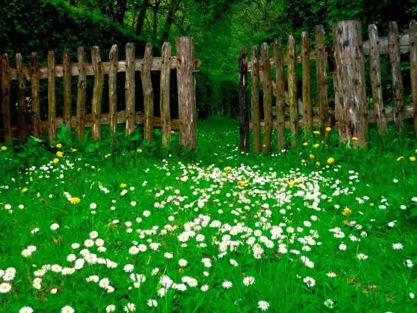 Мавританский газон с маргаритками