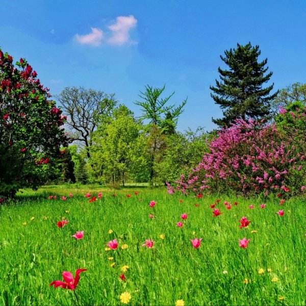 Цветочное поле