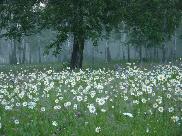 Цветочная Поляна