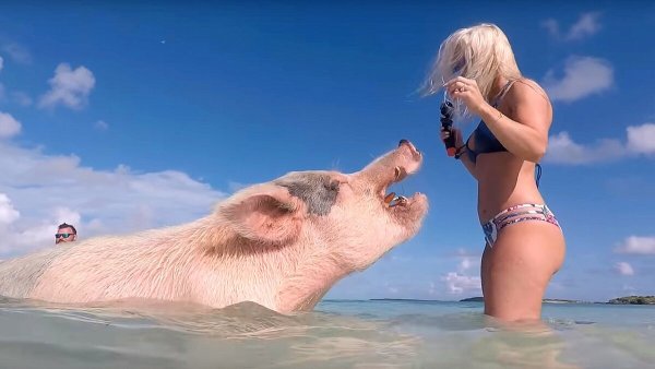 Сектант поросенок