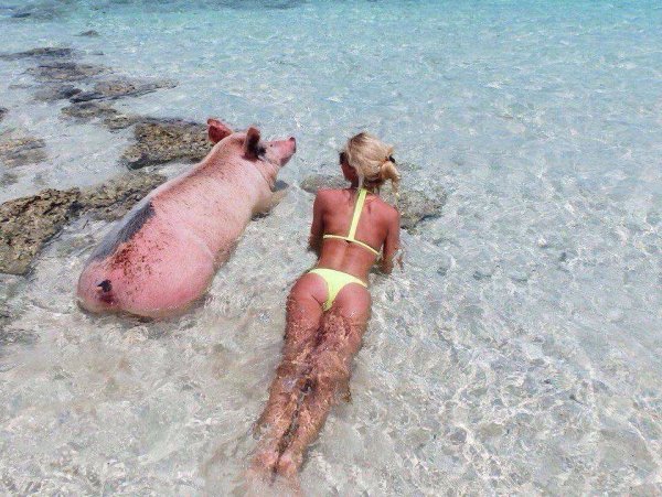 Свинки на Багамах