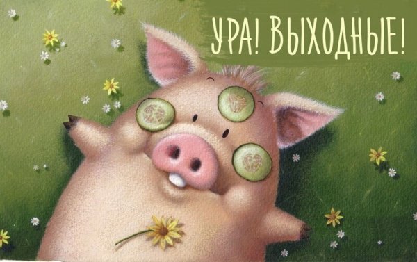 Доброе утро поросенок
