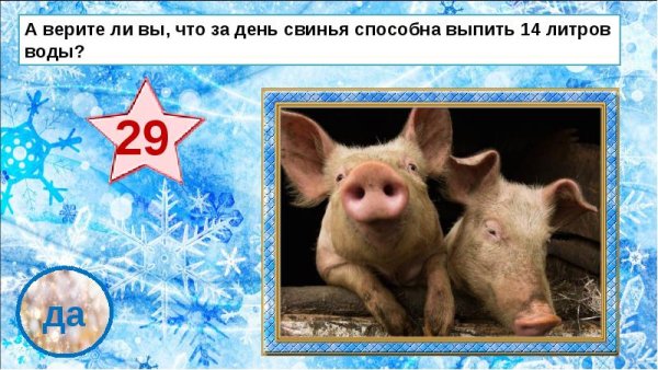 Шутки про свиней