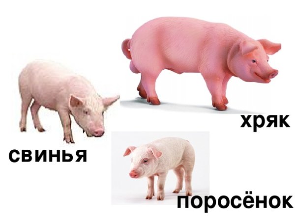 Шутки про свиней