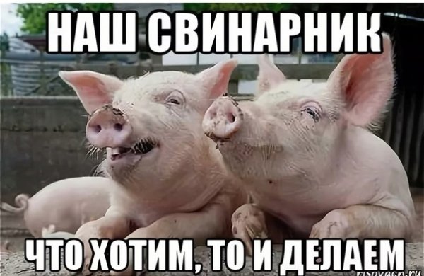 Свинья на берегу моря