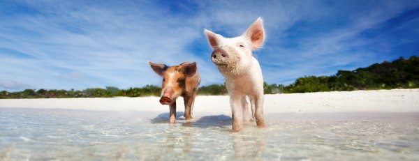 Шлёпа русский кот