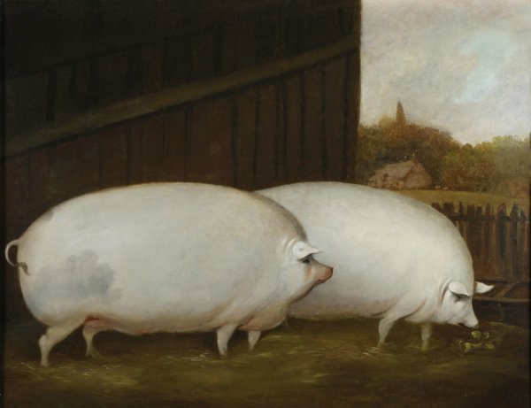 Статус про свиней